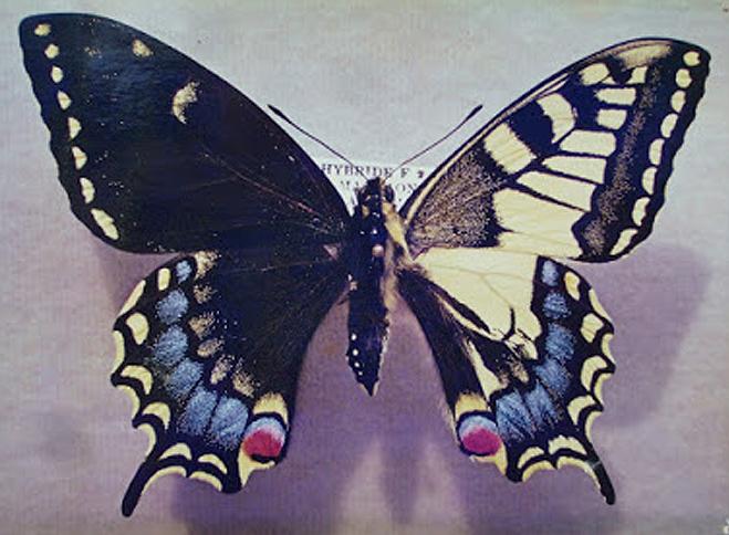Papilio machaon (bilateral gynandromorph-dark form) (Internet Image property of respective owner, non-commercial use only)